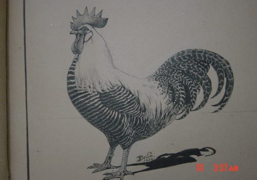 60 Campine René Delin 1923